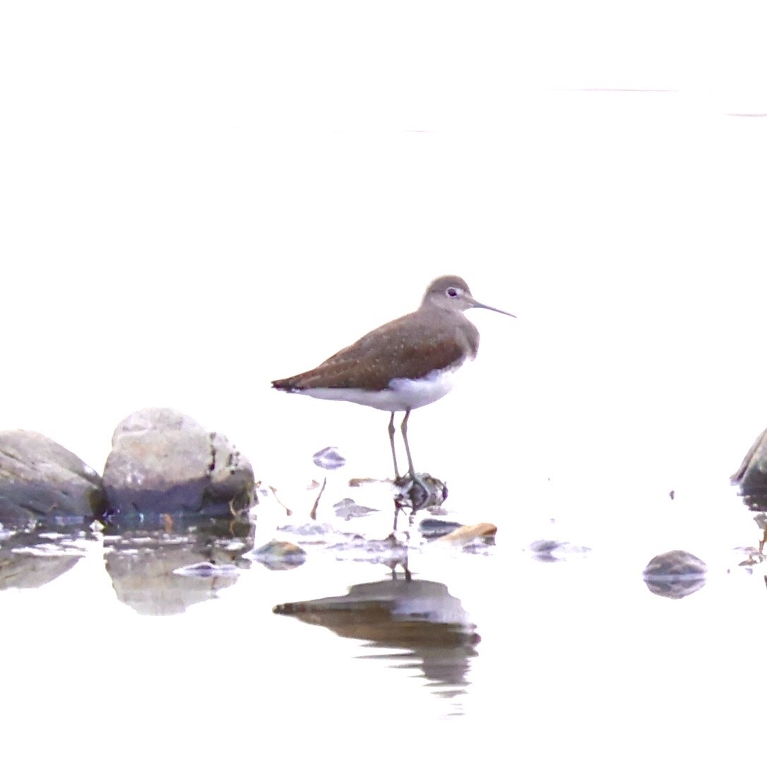 Green Sandpiper - ML646176205