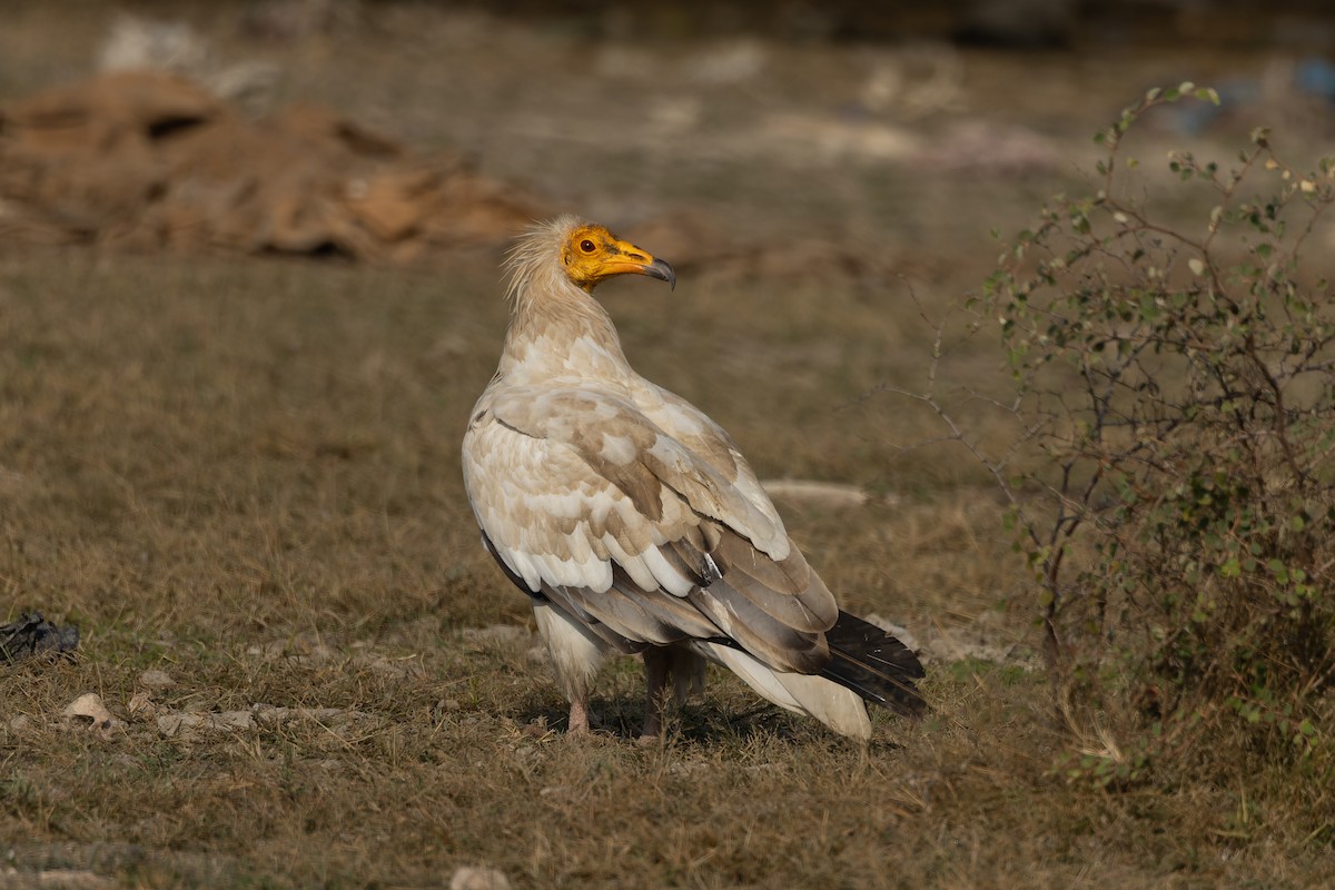 Egyptian Vulture - ML646176206