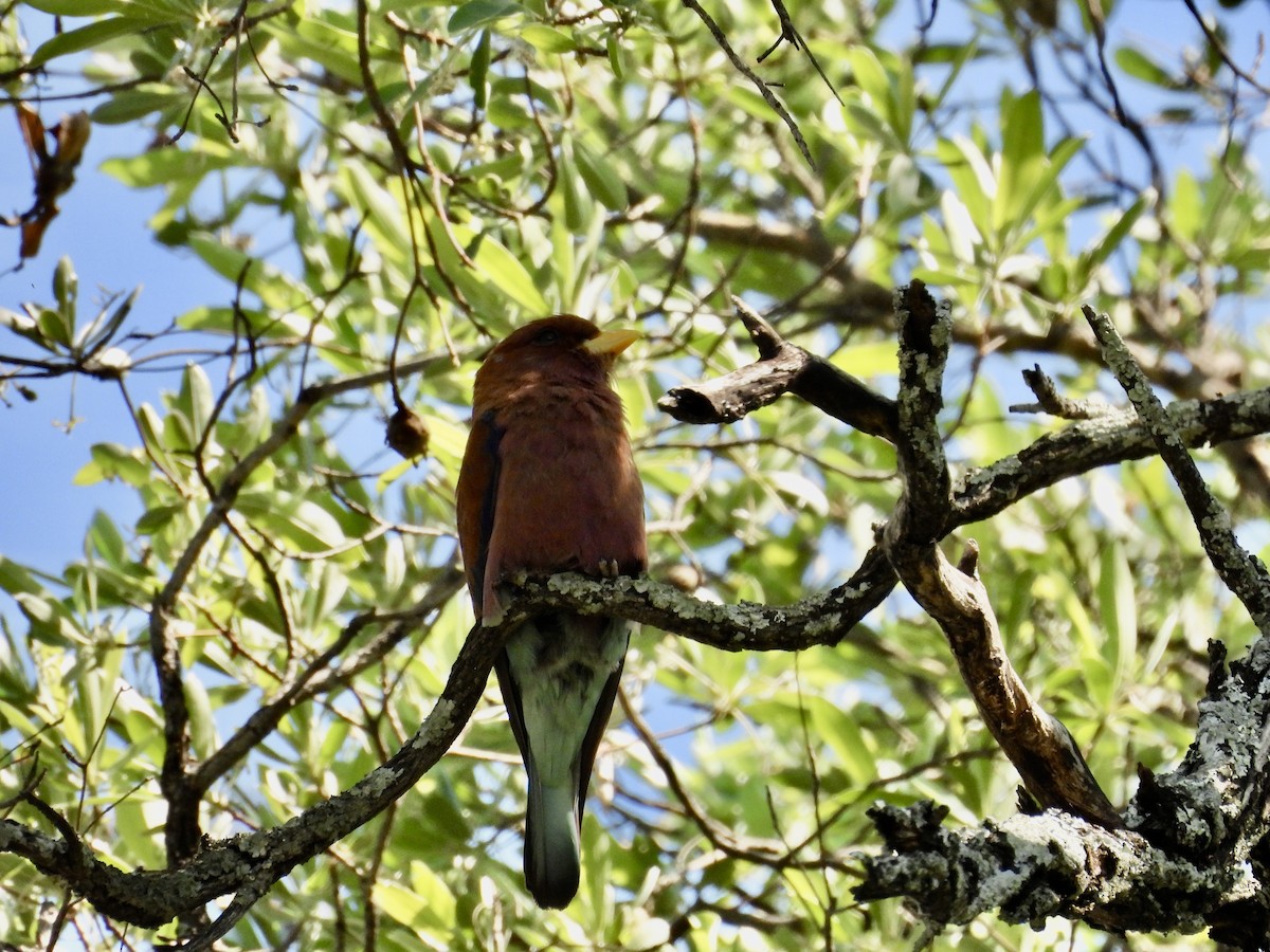 Zimtracke - ML646176207