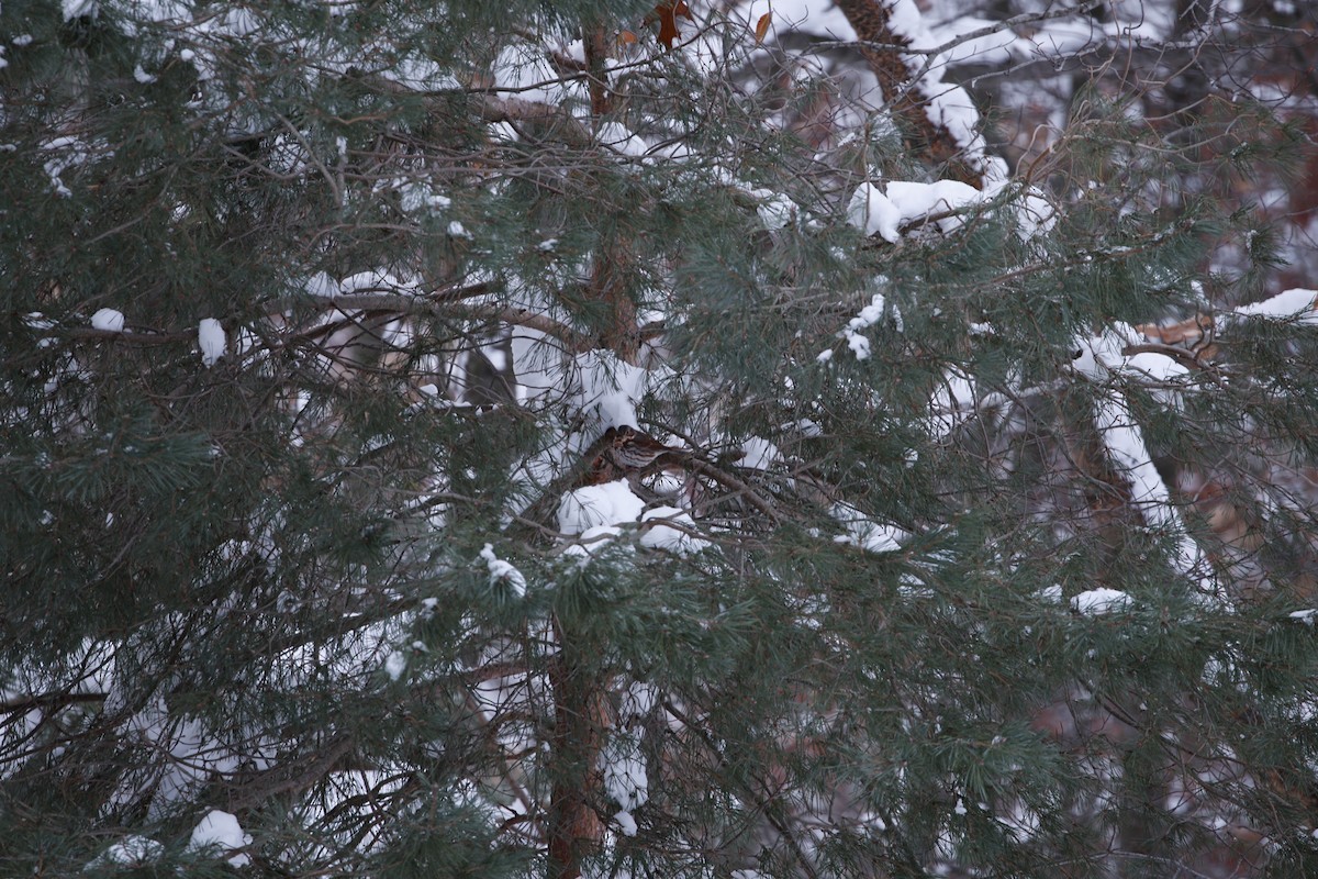 Fox Sparrow - ML646176210