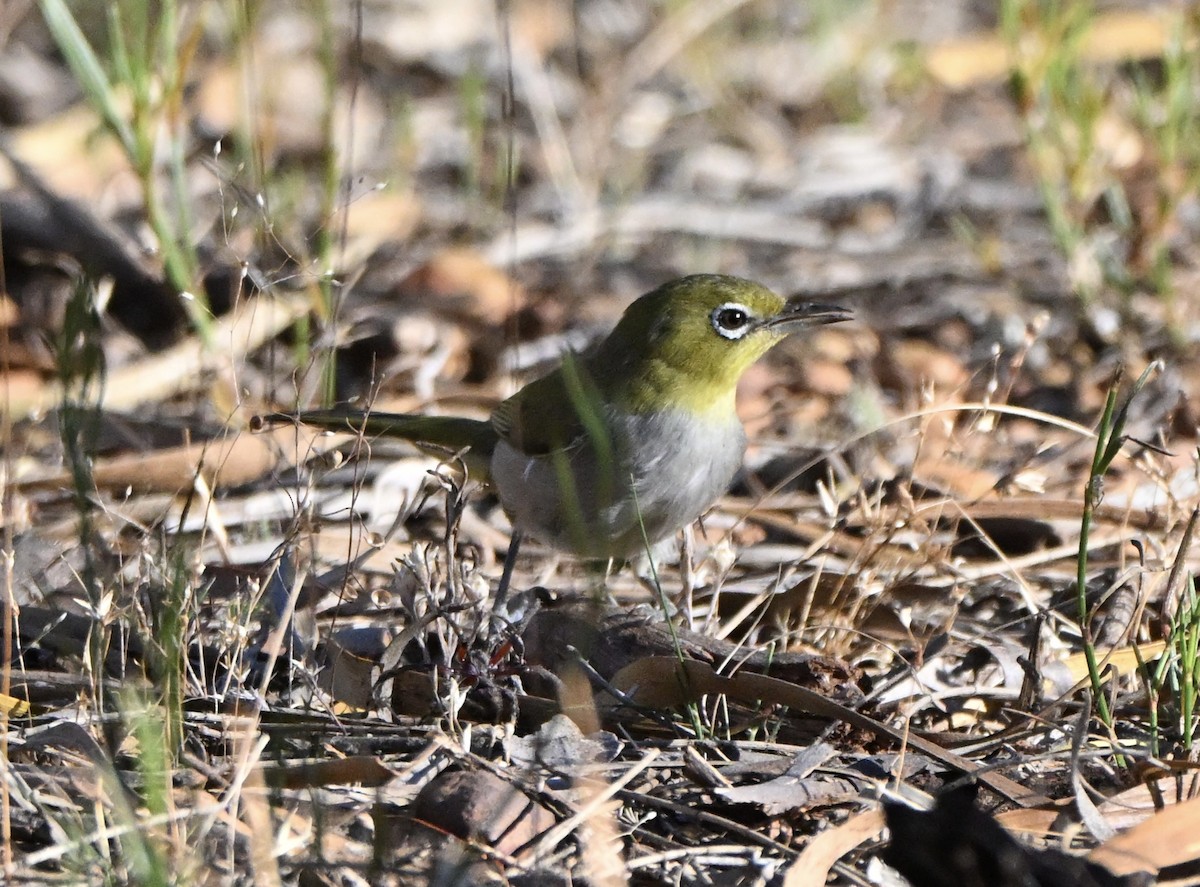 Silvereye - ML646176211