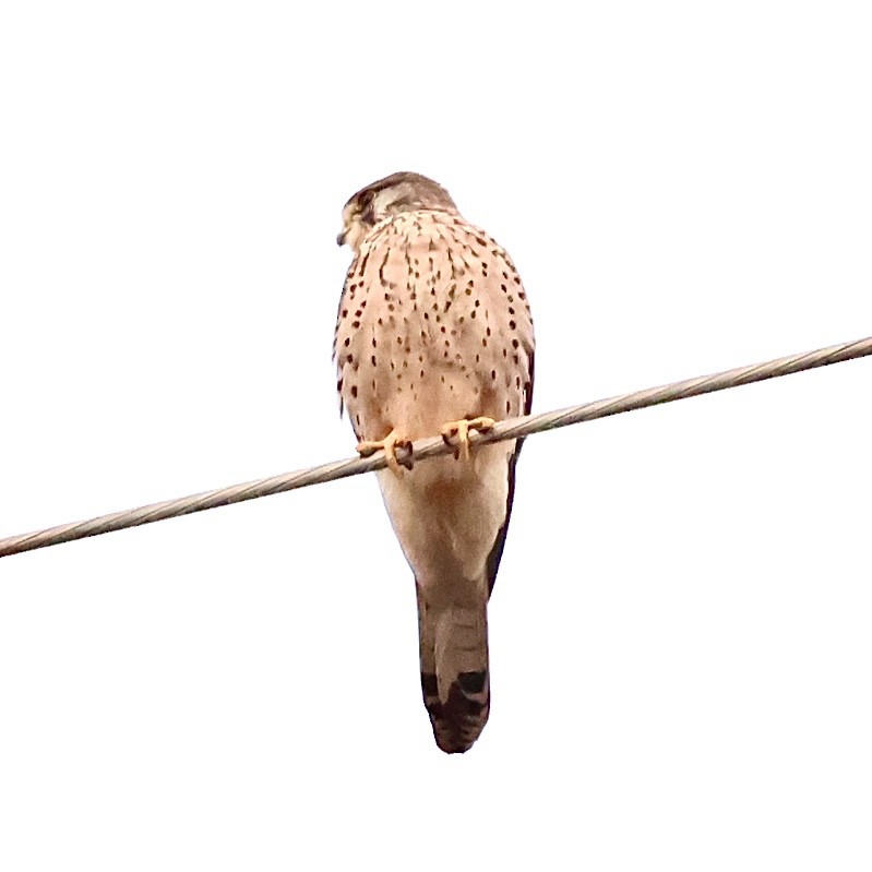 Eurasian Kestrel - ML646176212