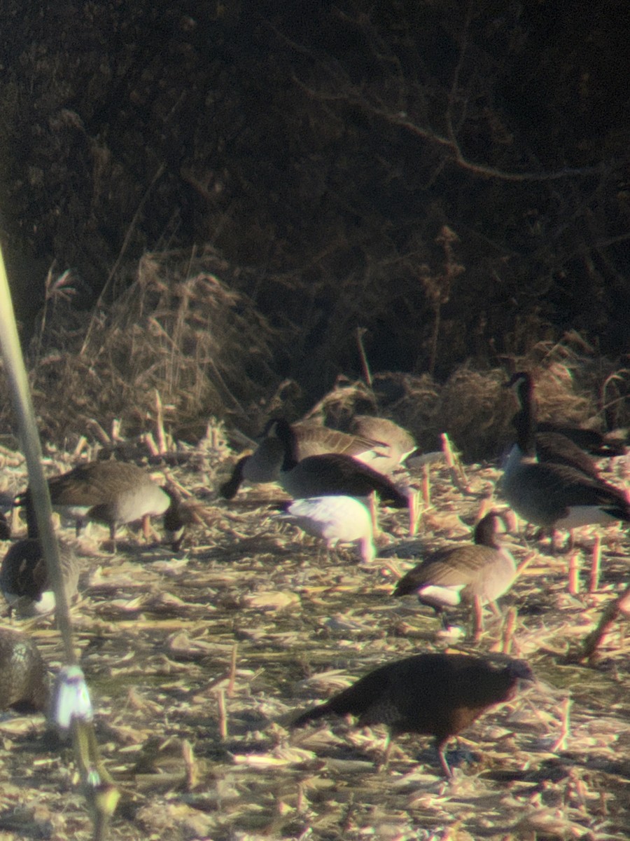 Ross's Goose - ML646176214