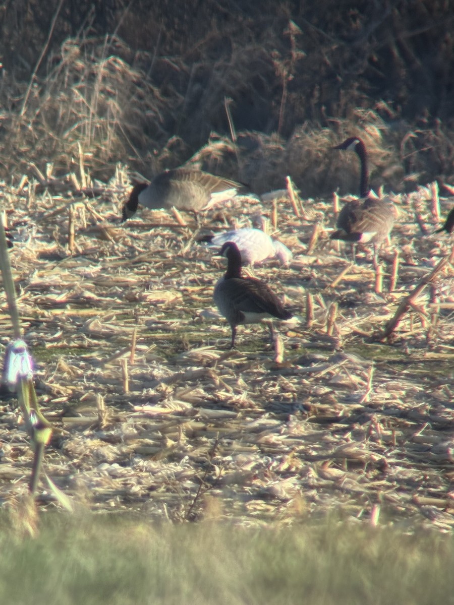 Ross's Goose - ML646176215