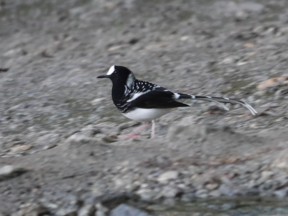 Spotted Forktail - ML646176216