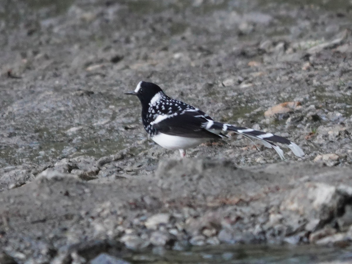 Spotted Forktail - ML646176217