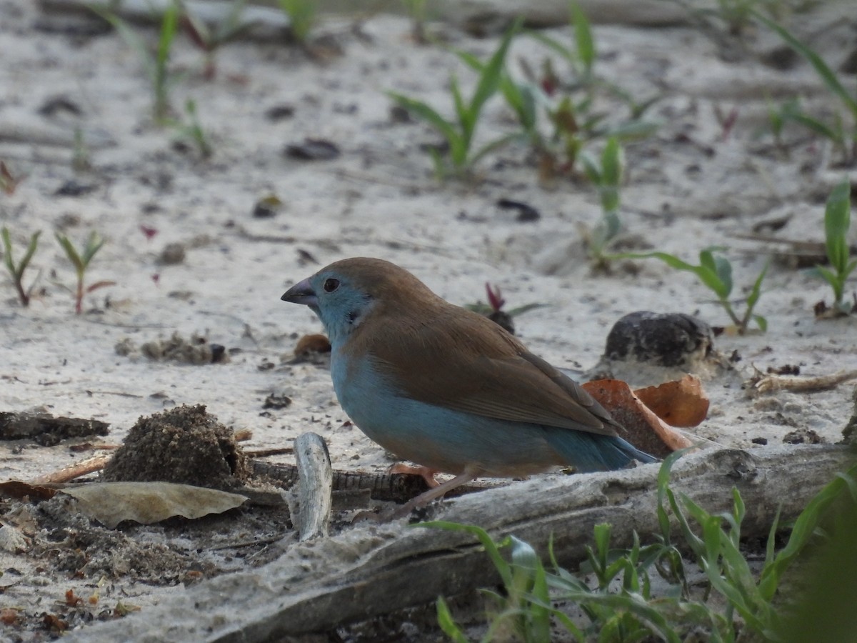 Southern Cordonbleu - ML646176219