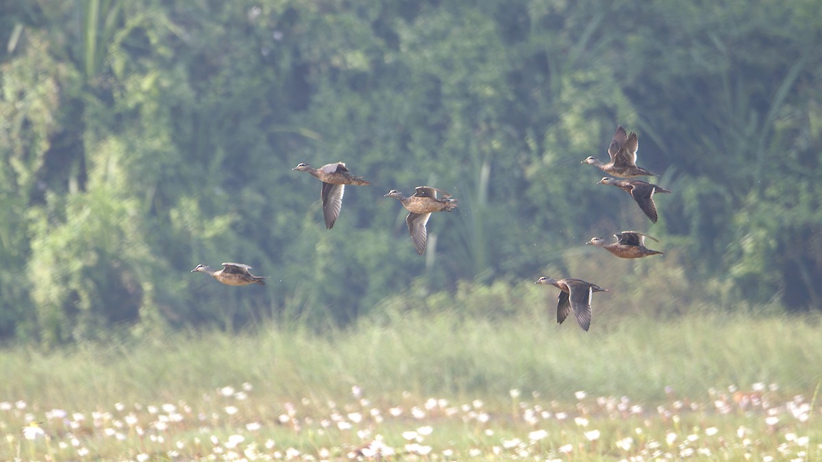 Cotton Pygmy-Goose - ML646176220
