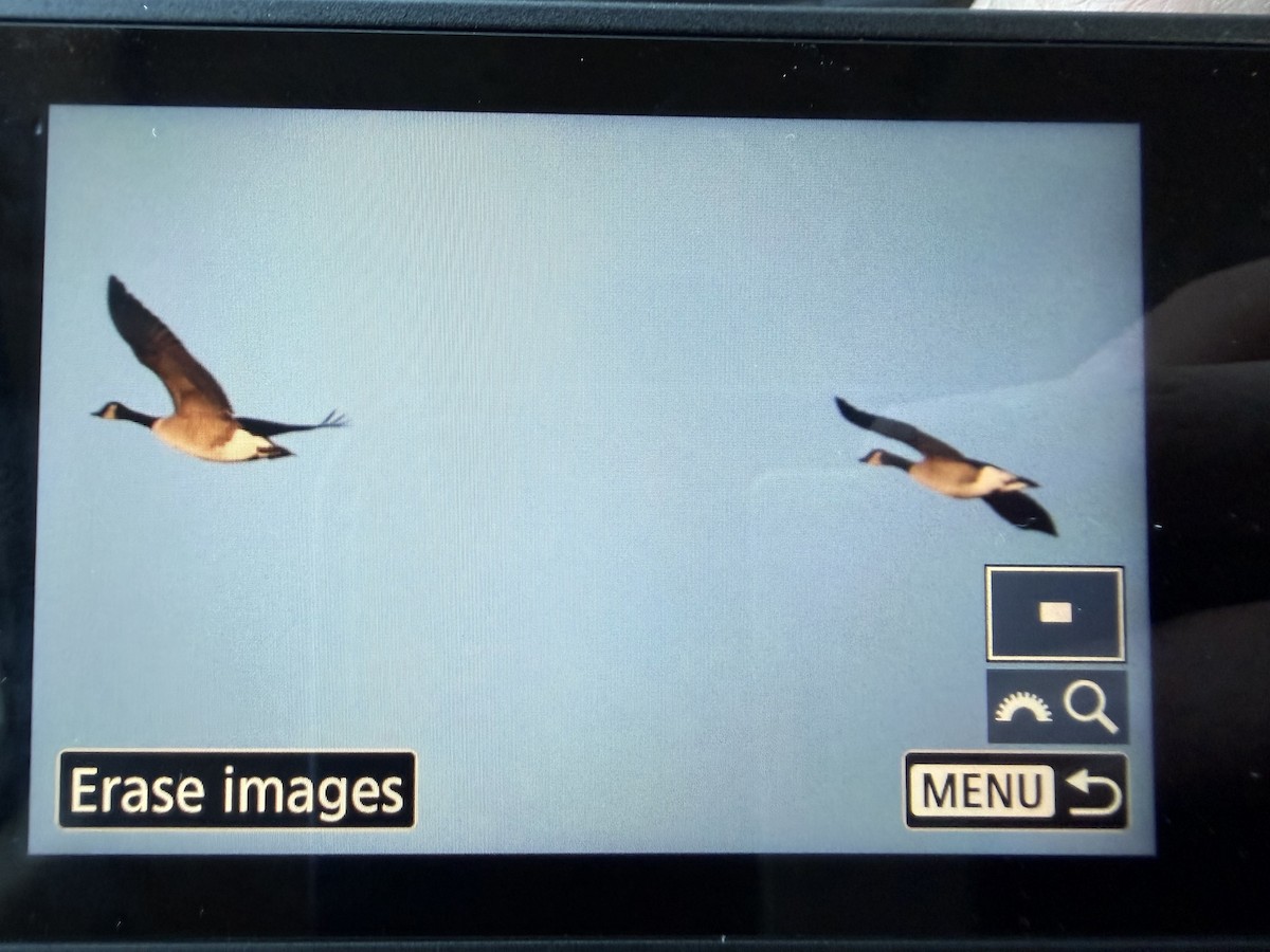 goose sp. - ML646176221