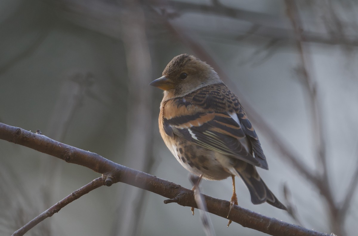 Brambling - ML646176223