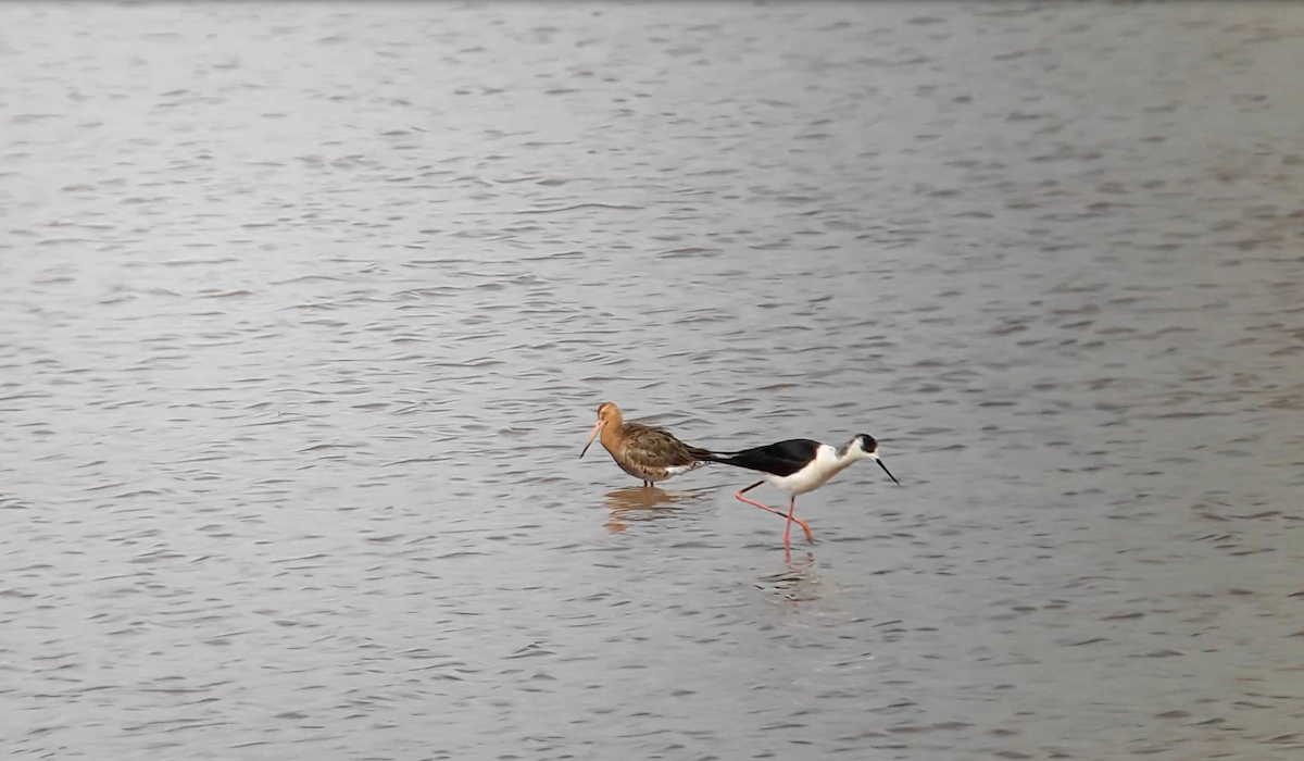 Black-tailed Godwit - ML646176226