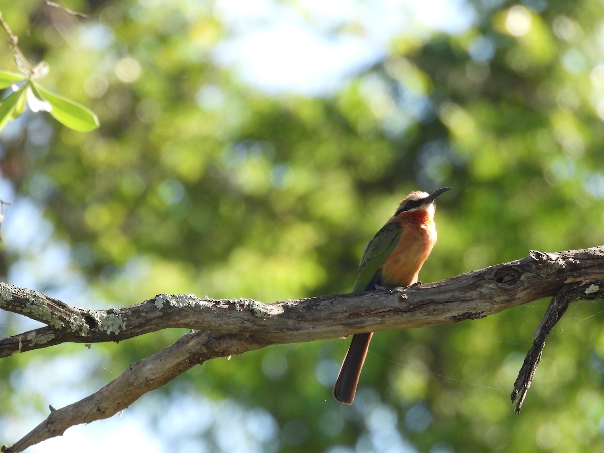 White-fronted Bee-eater - ML646176227