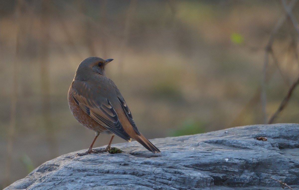 Naumann's Thrush - ML646176229