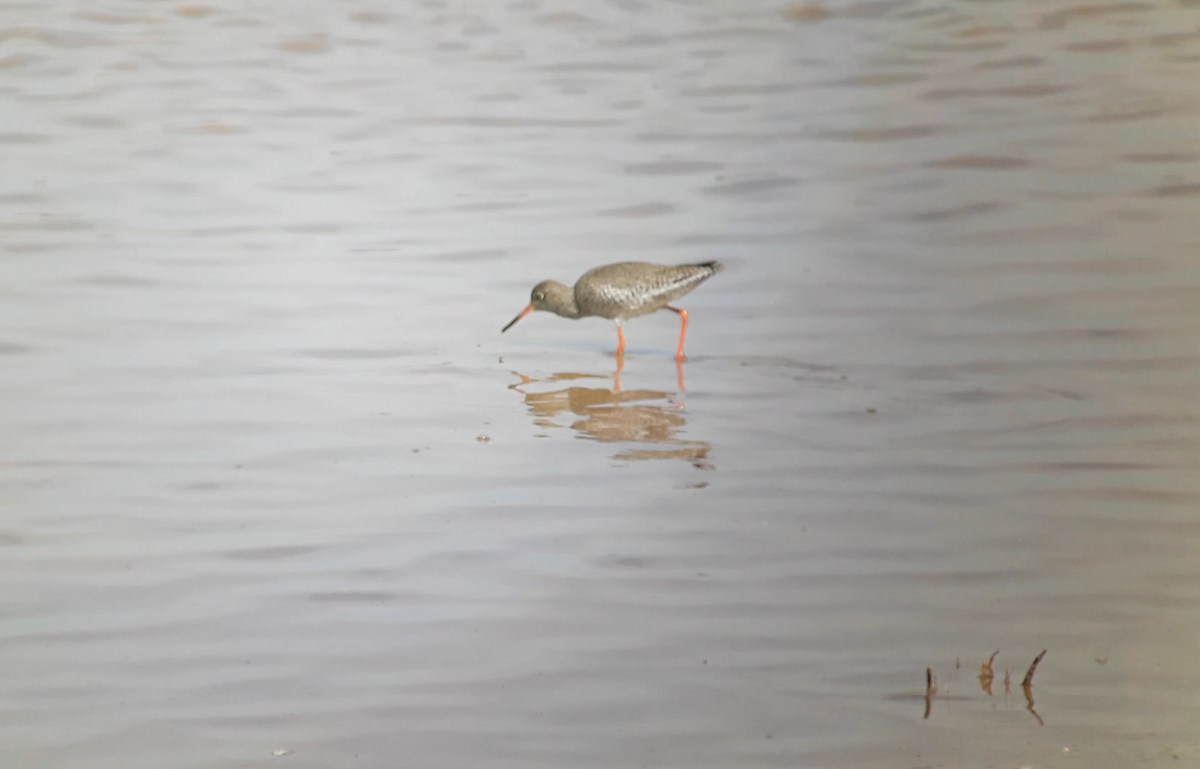 Common Redshank - ML646176230