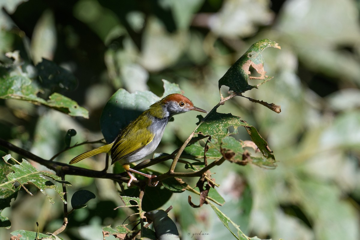 Dark-necked Tailorbird - ML646176231