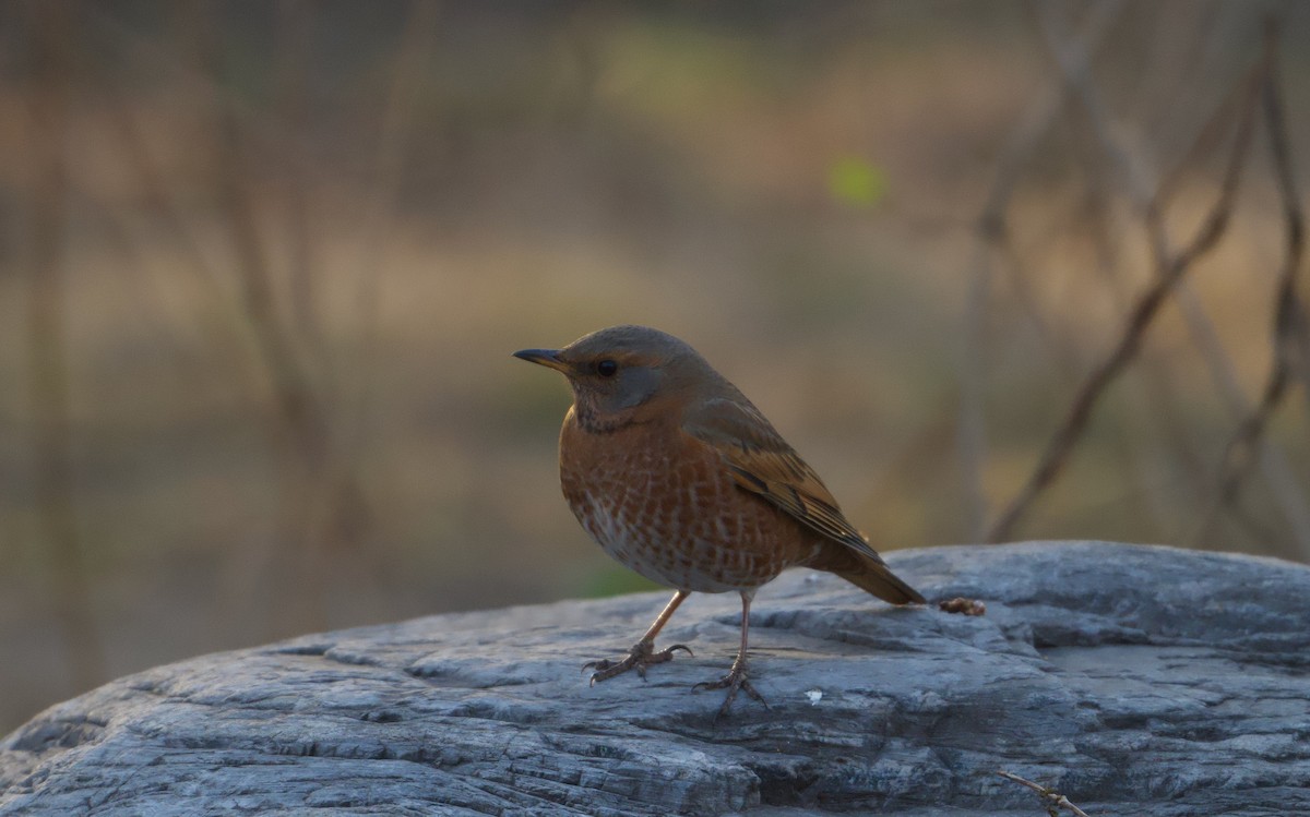 Naumann's Thrush - ML646176232