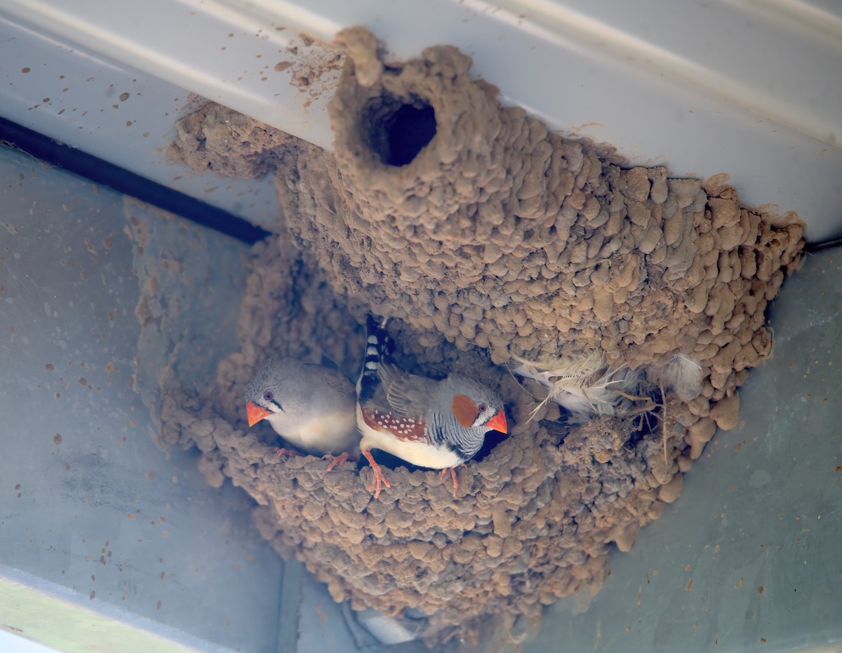 Zebra Finch - ML646176233