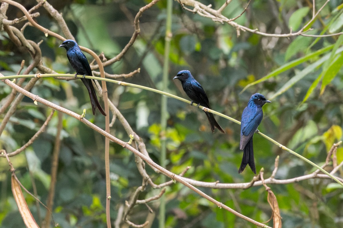 Bronzed Drongo - ML646176234