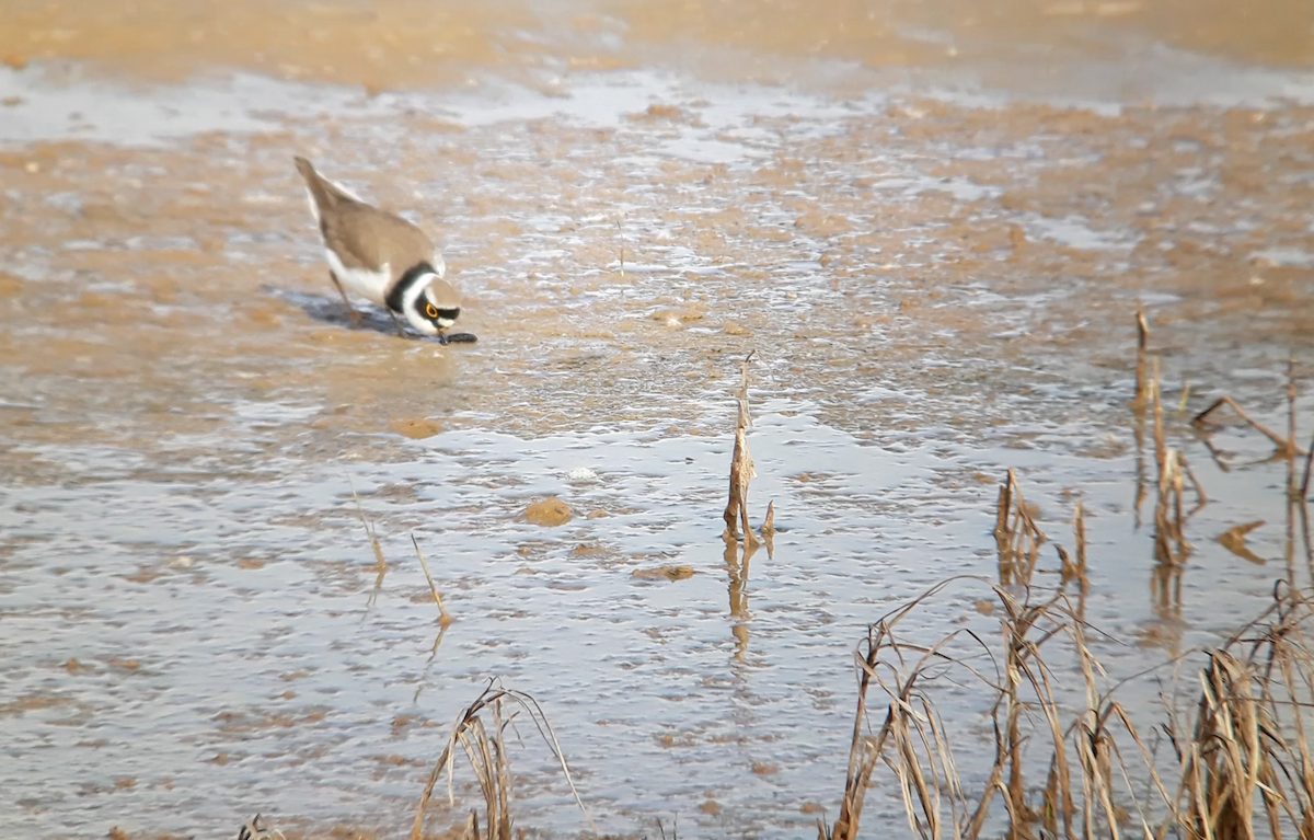 Little Ringed Plover - ML646176235