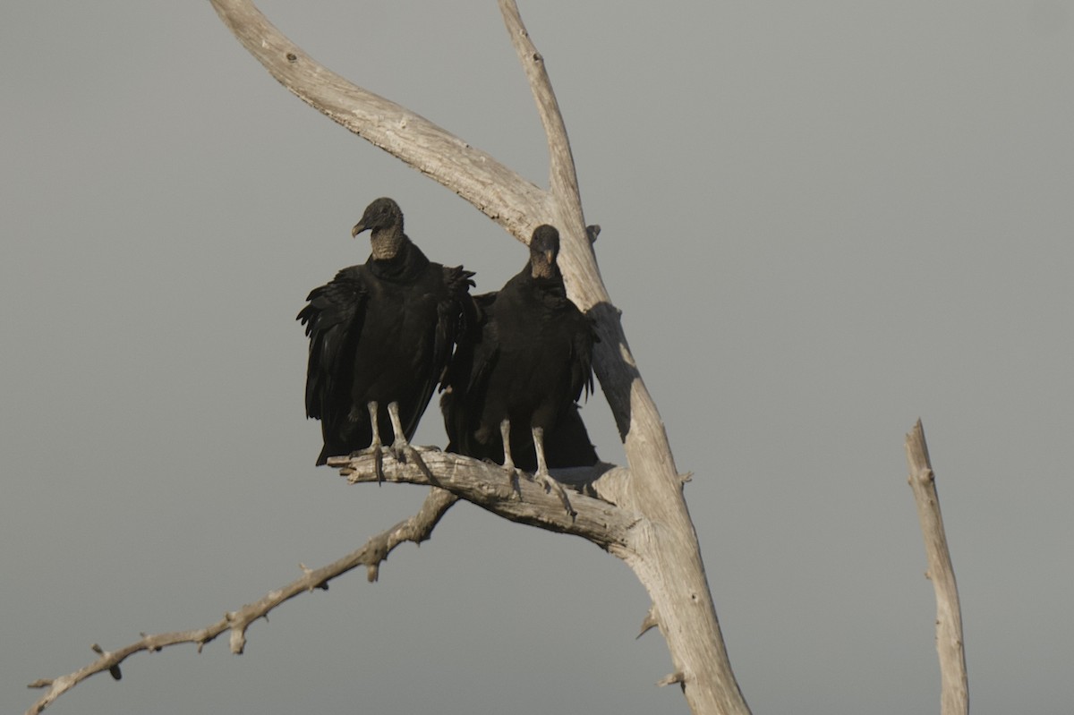 Black Vulture - ML646176237
