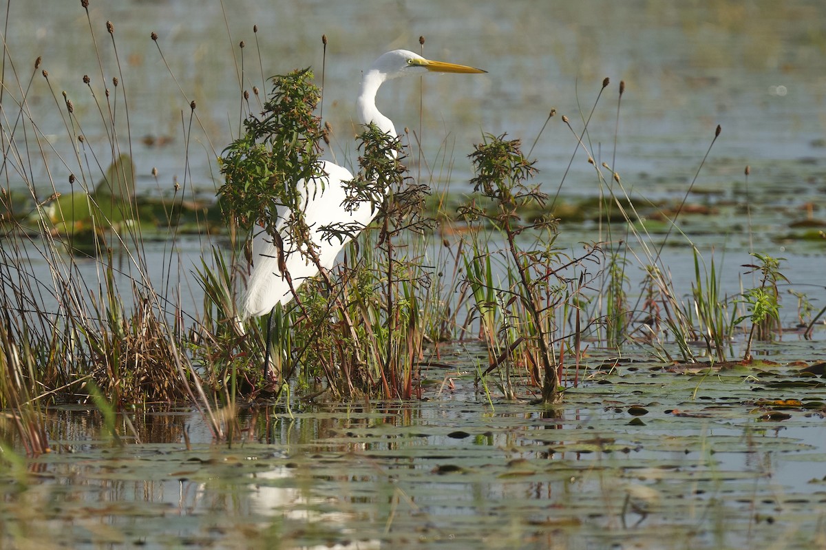 Great Egret - ML646176238