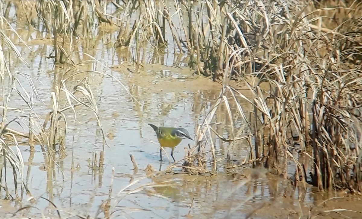 Western Yellow Wagtail - ML646176239
