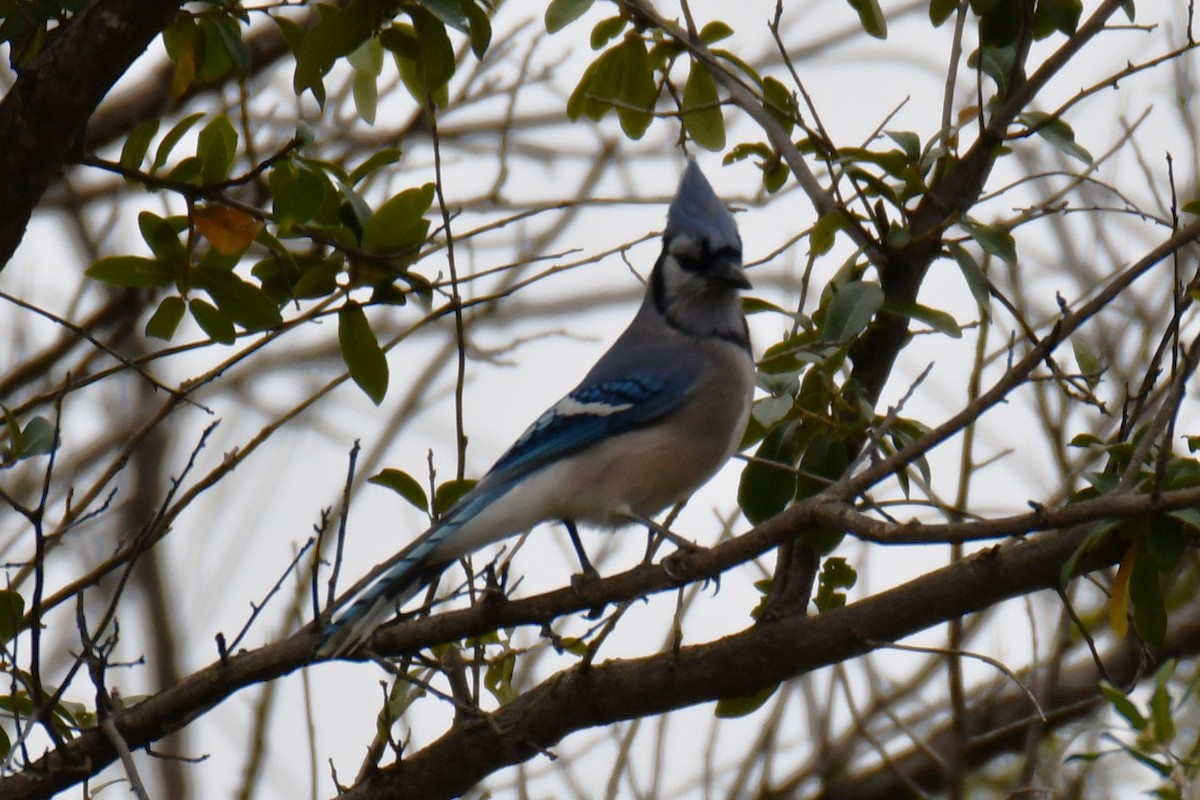 Blue Jay - ML646176241