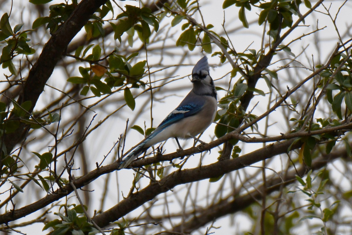 Blue Jay - ML646176242