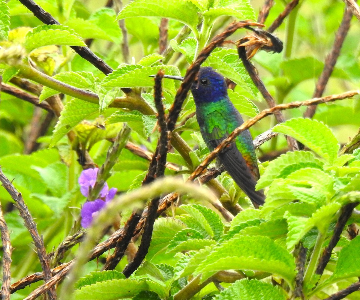 Sparkling Violetear - ML646176243