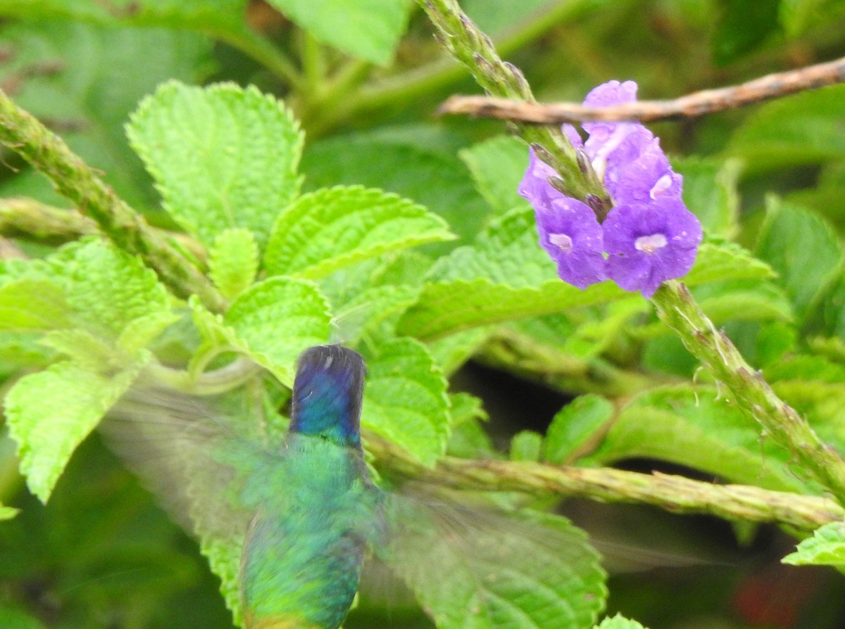 Sparkling Violetear - ML646176244