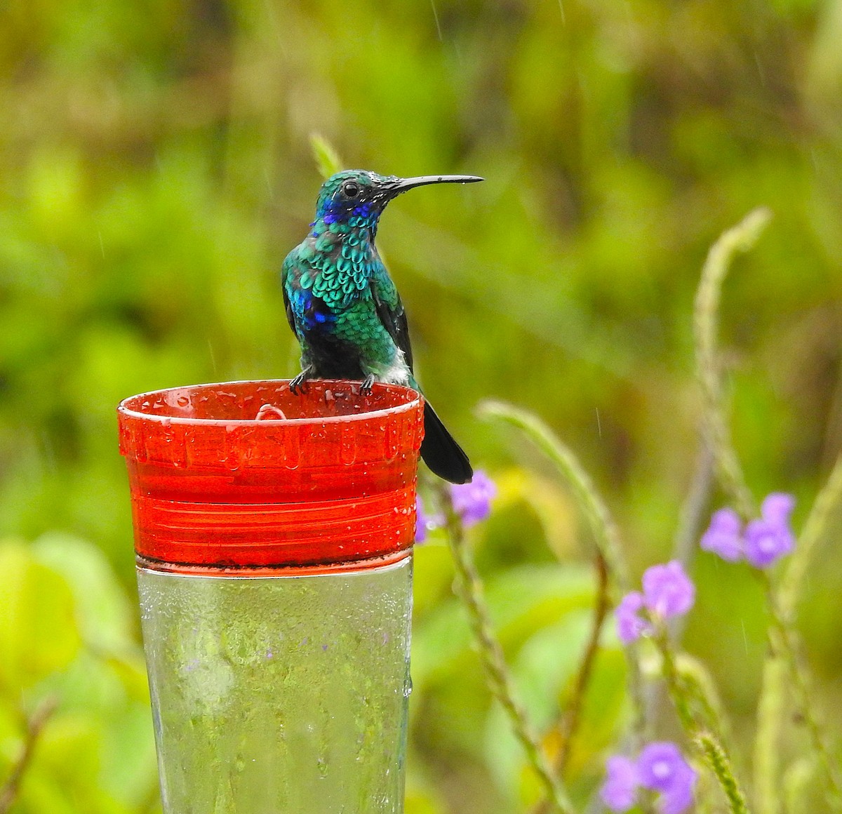 Sparkling Violetear - ML646176245