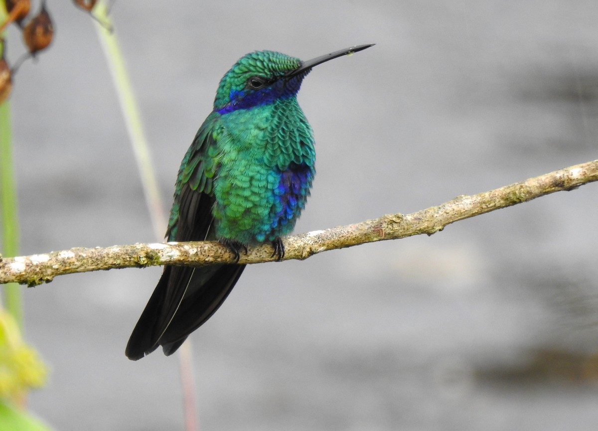 Colibrí Rutilante - ML646176246