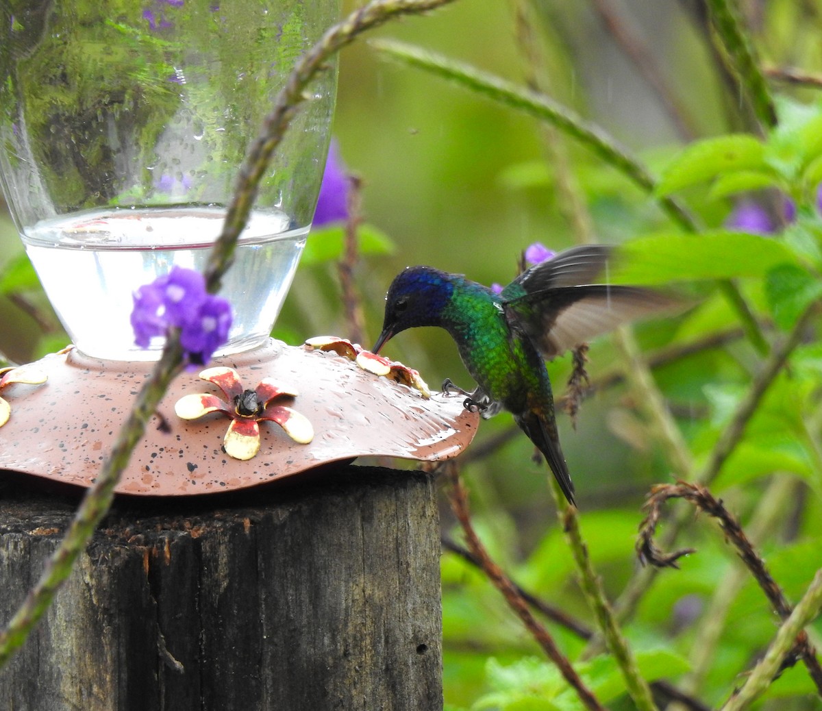 Golden-tailed Sapphire - ML646176247