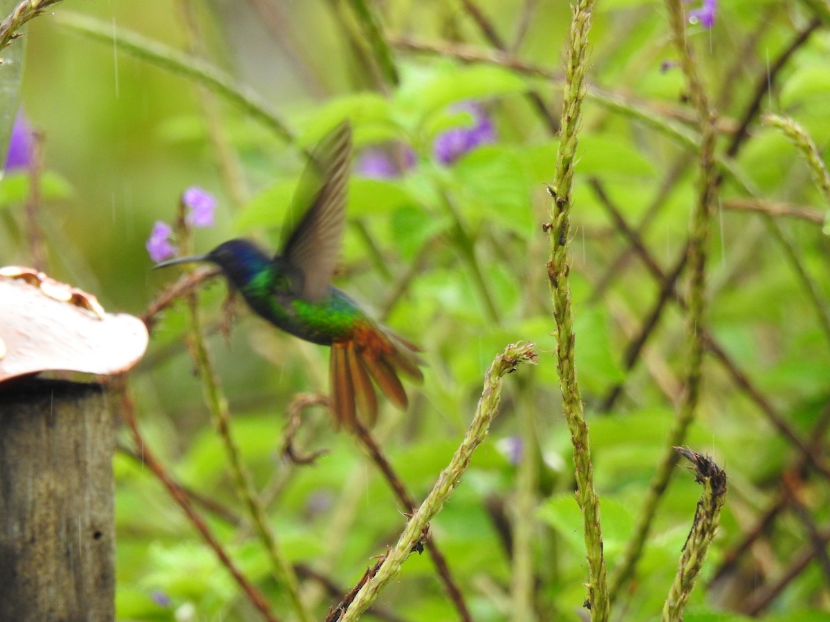 Golden-tailed Sapphire - ML646176248