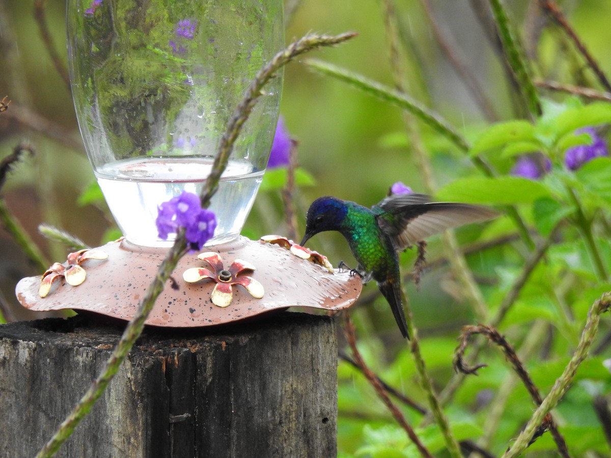 Sparkling Violetear - ML646176249