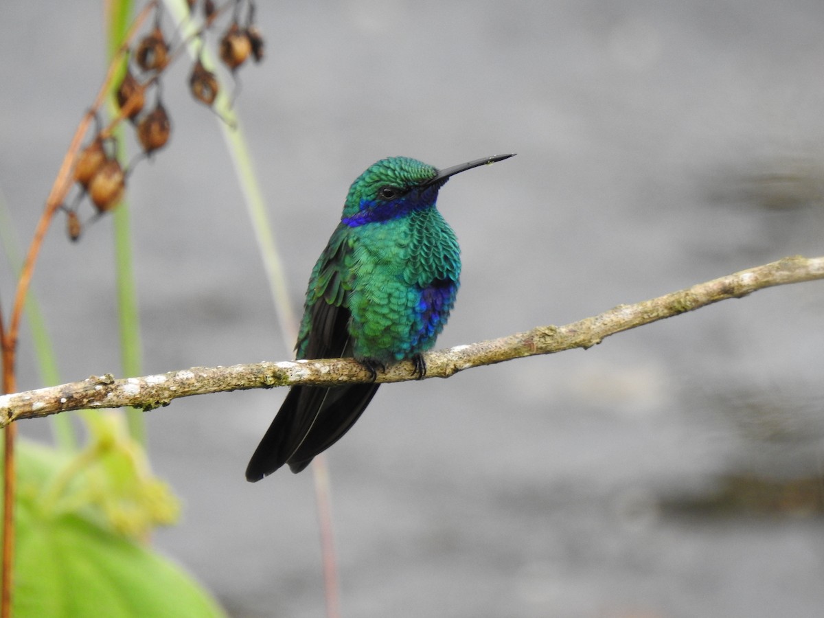 Sparkling Violetear - ML646176250