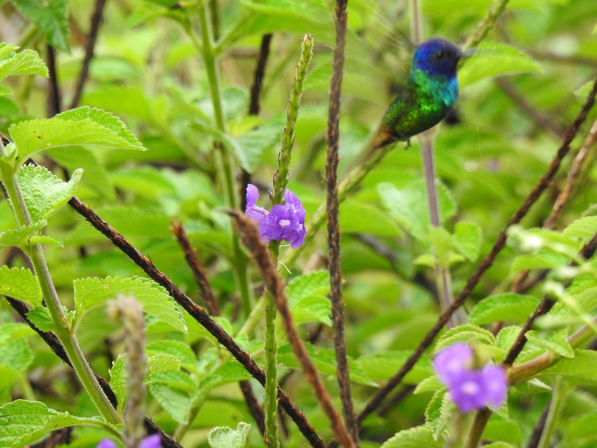 Sparkling Violetear - ML646176251