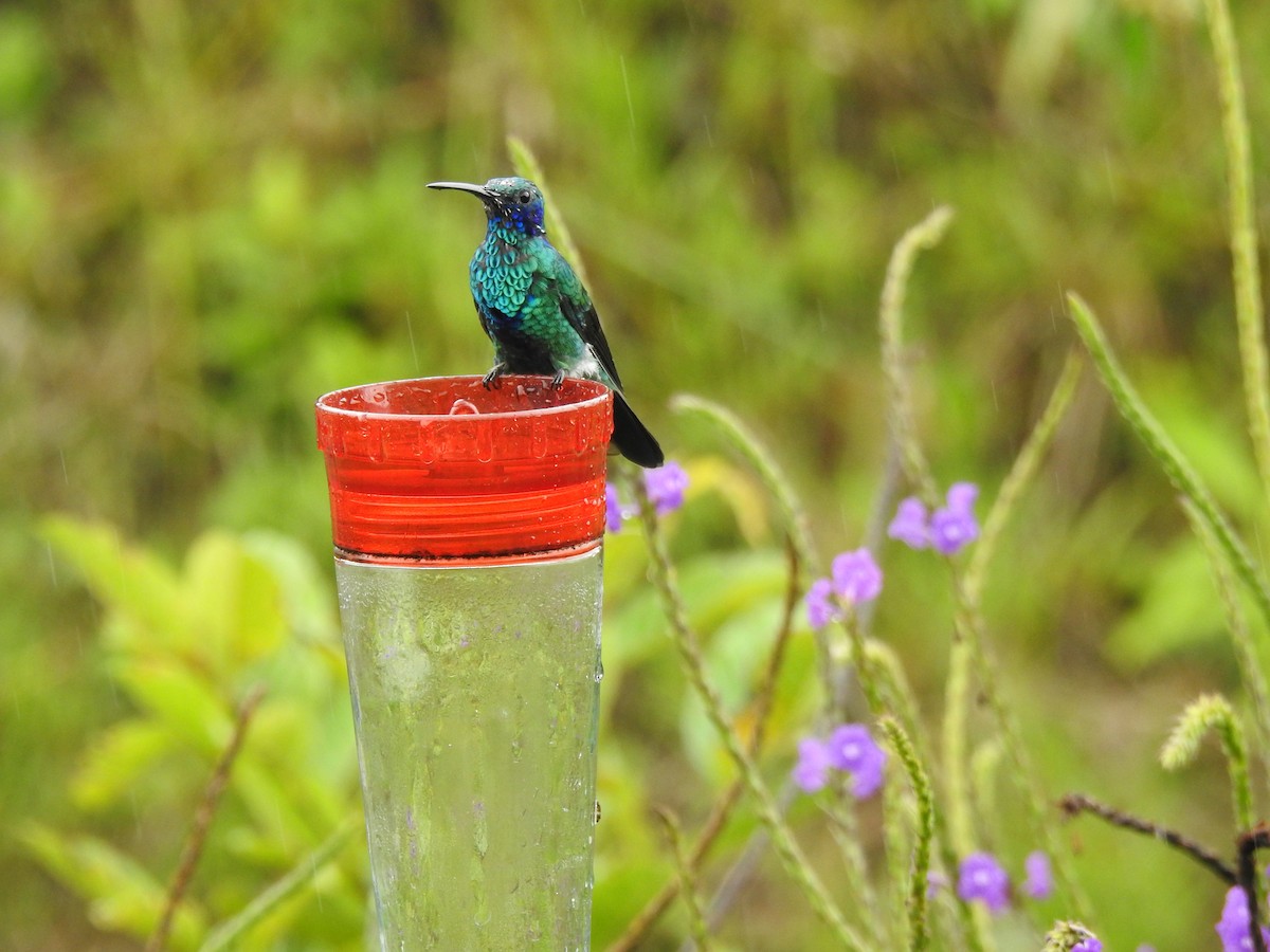 Colibrí Rutilante - ML646176252