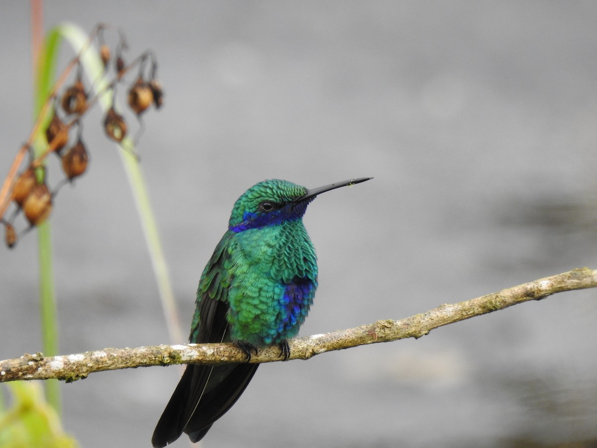 Colibrí Rutilante - ML646176253
