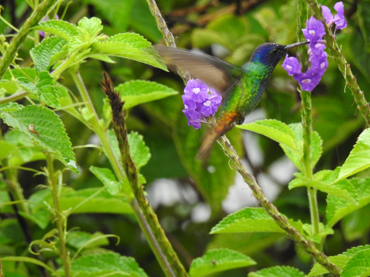 Golden-tailed Sapphire - ML646176254