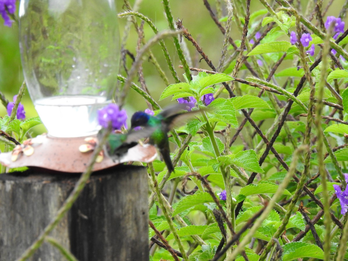 Golden-tailed Sapphire - ML646176255