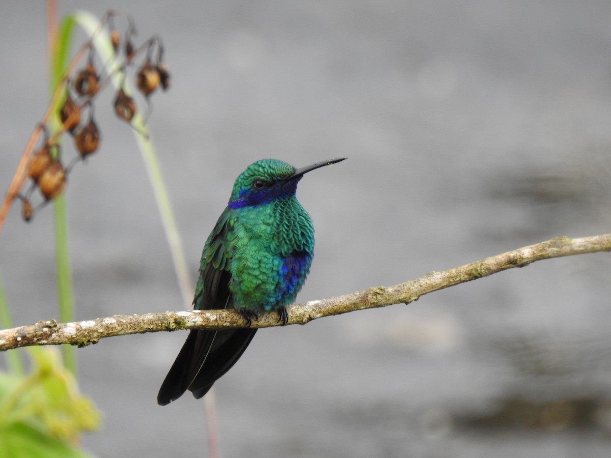 Colibrí Rutilante - ML646176256