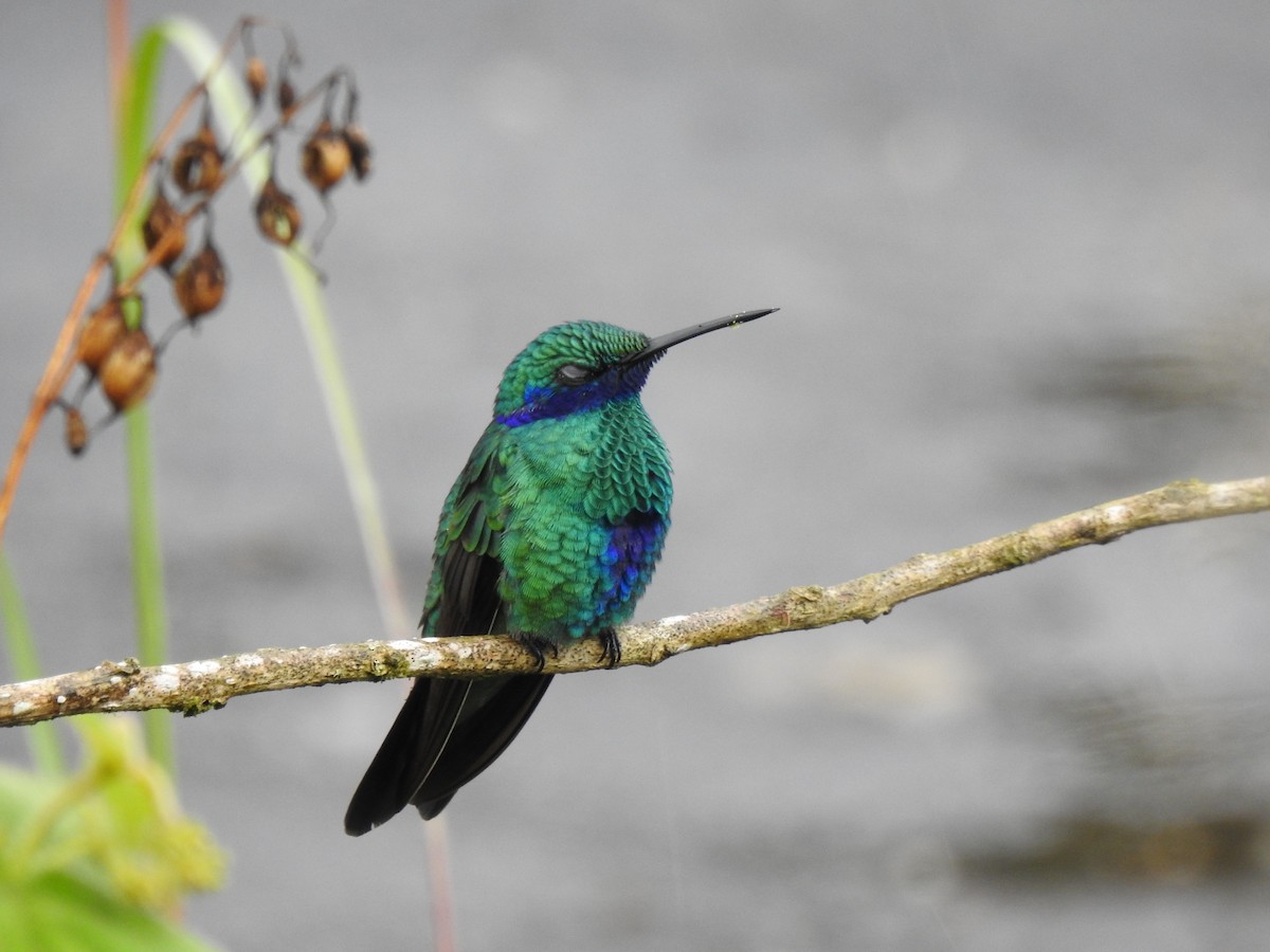 Colibrí Rutilante - ML646176257