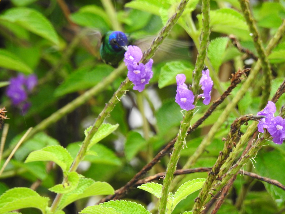 Golden-tailed Sapphire - ML646176258