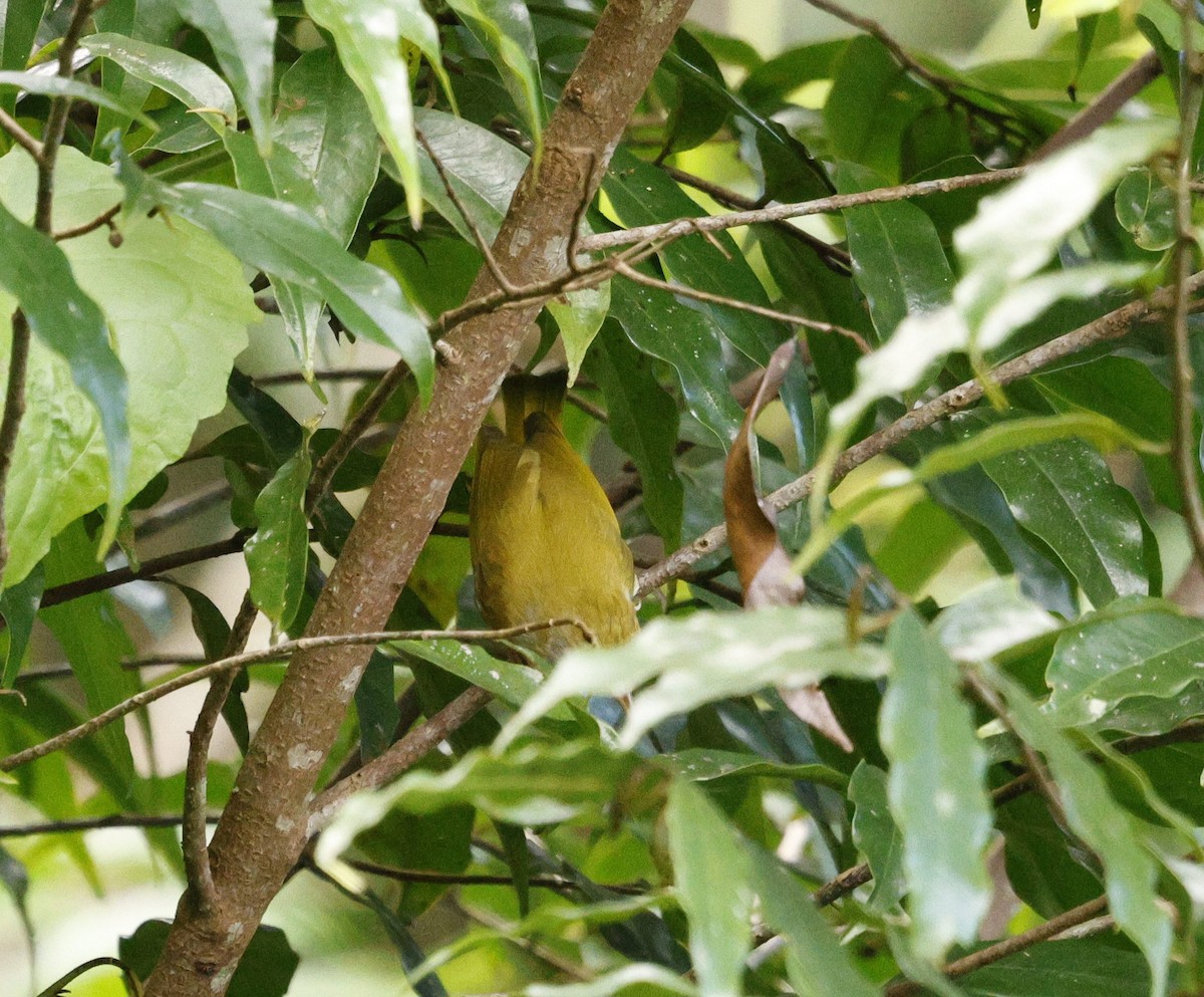 Haubenvireo - ML646176259