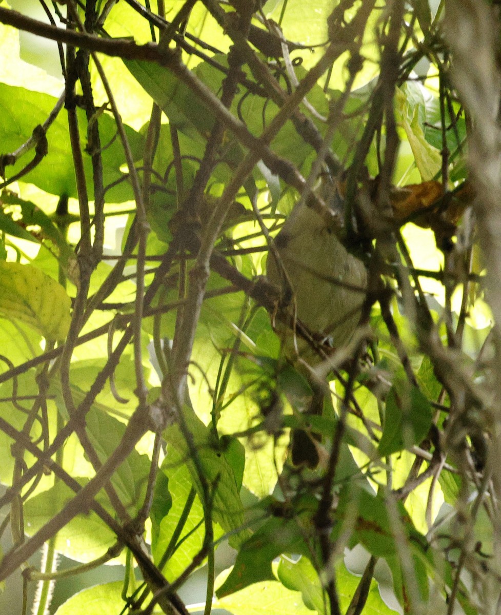 Haubenvireo - ML646176260