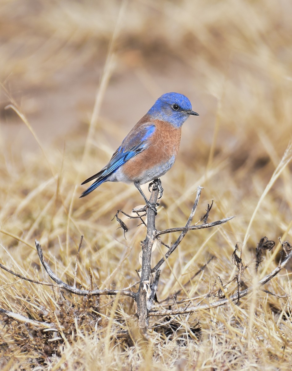 Western Bluebird - ML646176261