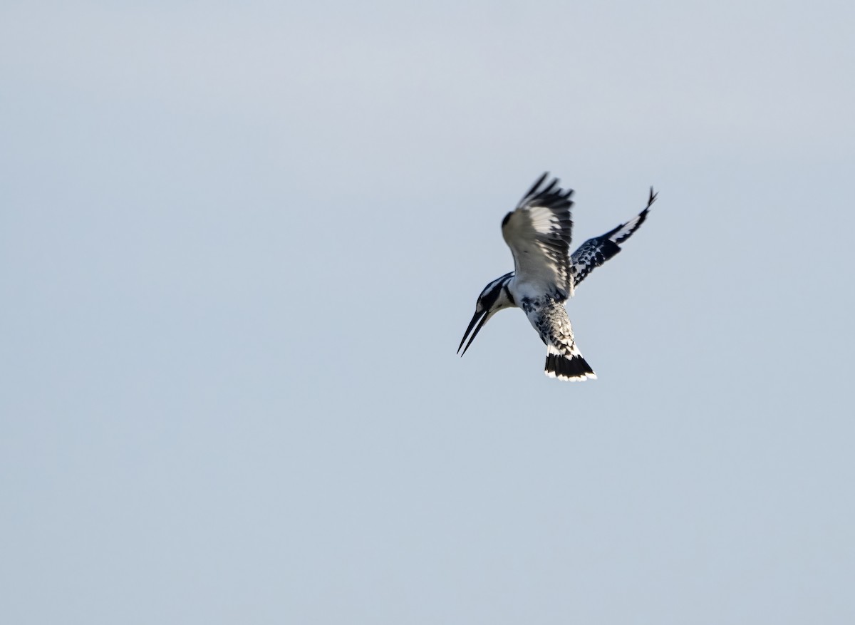Pied Kingfisher - ML646176264