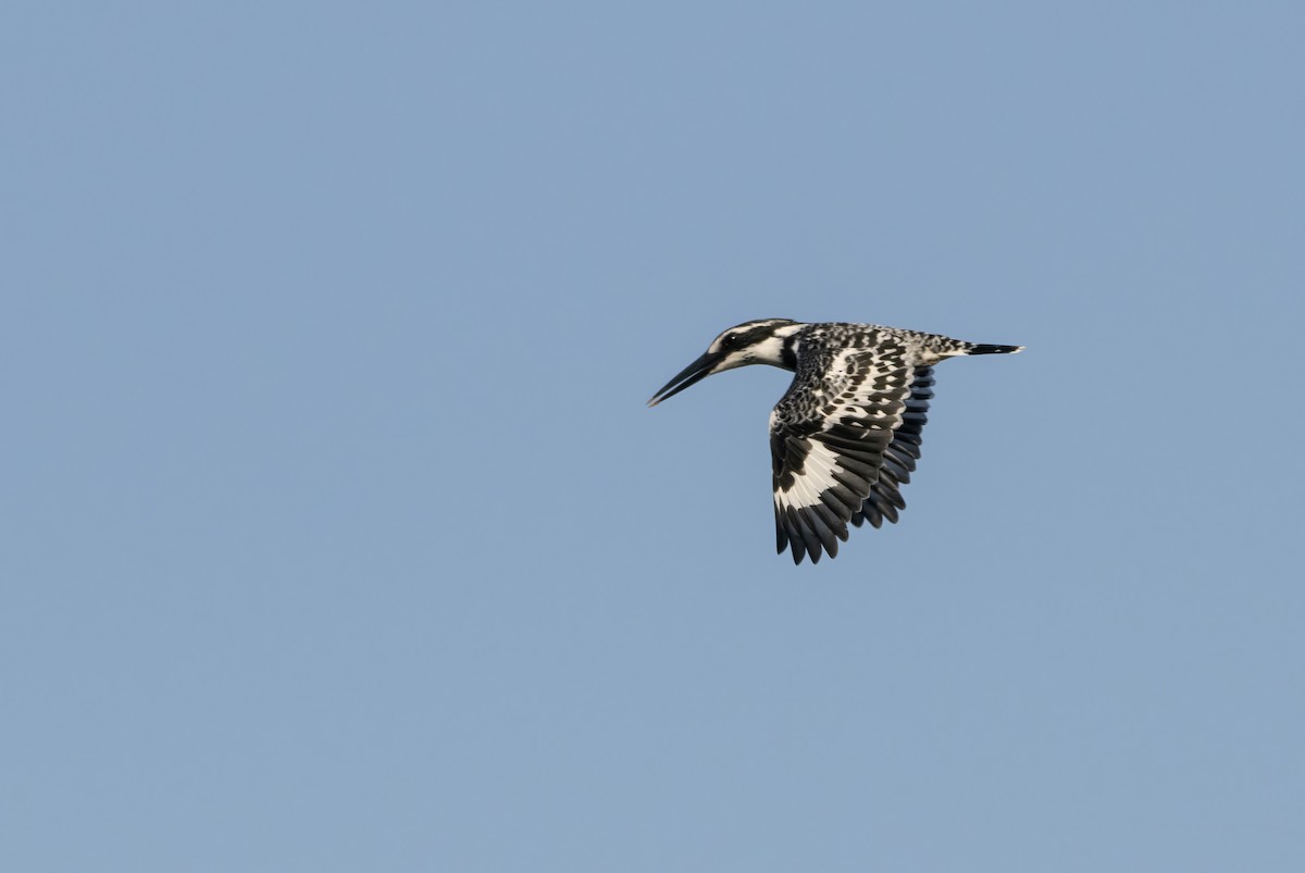 Pied Kingfisher - ML646176270