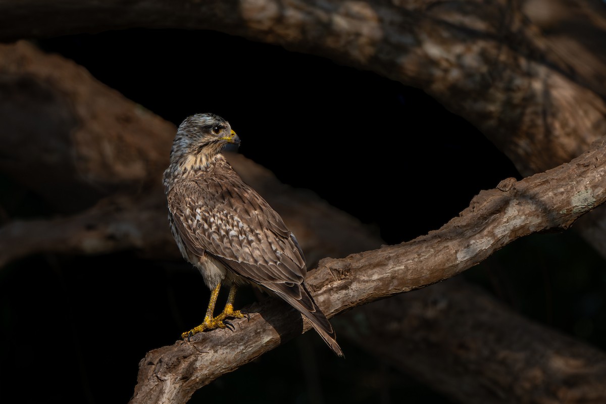 עקב לבן-עין - ML646176271
